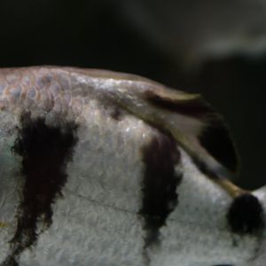 30.06.2017 Toxotes microlepis?