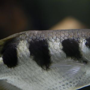 30.06.2017 Toxotes jaculatrix