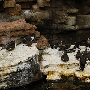 30.06.2017 Common guillemot