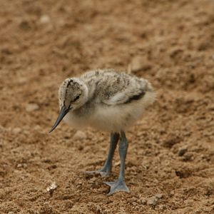 30.06.2017 Baby avocet