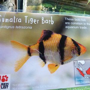 Fish Signage in Islands