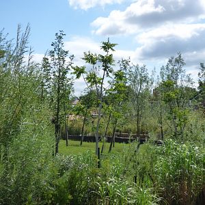 New Malayan Tapir Enclosure