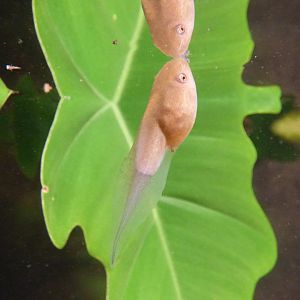 Tadpole in the Monsoon Forest