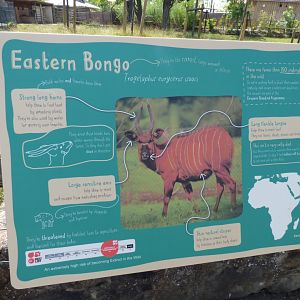 Bongo Signage