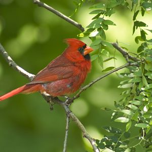 Jul. 2017 - Northern Cardinal