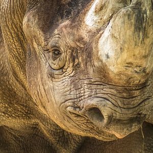 Jul. 2017 - Rhino Reserve - Kifaru