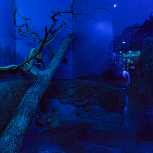 Jul. 2017 - Night Hunters - Everglades Rat Snake Exhibit (Former Burmese Python Exhibit)