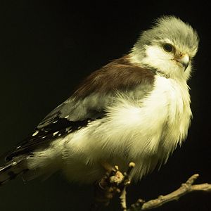 Jul. 2017 - Wings Of The World - African Pygmy Falcon