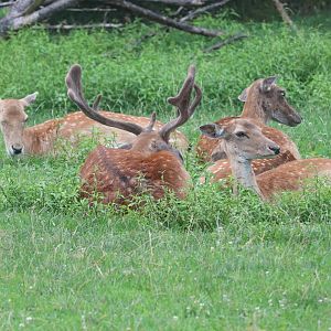 Detroit Zoo - Fallow Deer