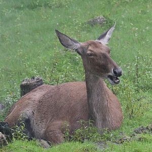 Detroit Zoo - White-Lipped Deer