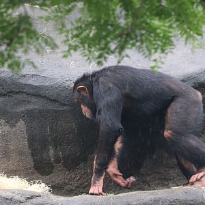 The Great Apes Of Harambee - Chimpanzee