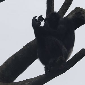 The Great Apes Of Harambee - Chimpanzee