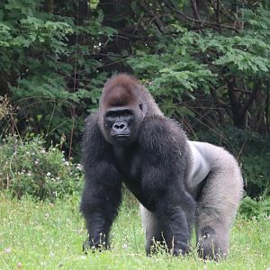 The Great Apes Of Harambee - Western Lowland Gorilla