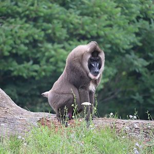 The Great Apes Of Harambee - Drill