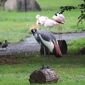 African Forest - Gray-Crowned Crane