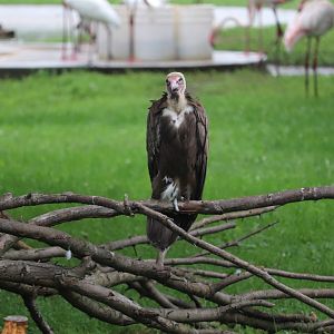 African Forest - Vulture