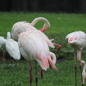 African Forest - Greater Flamingo