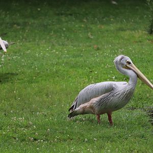 African Forest - Pink-Backed Pelican