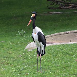 African Forest - Saddle-Billed Stork