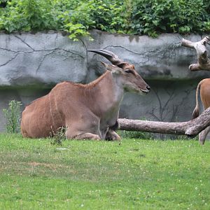 African Grasslands - Common Eland