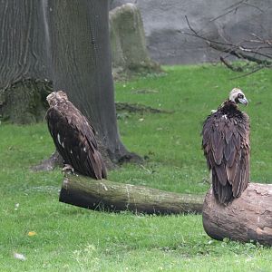 African Grasslands - Cinereous Vulture