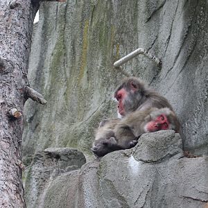 Asian Forest - Japanese Macaque