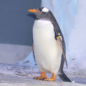 Polk Penguin Conservation Center - Gentoo Penguin