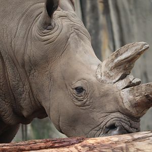 African Grasslands - White Rhinoceros
