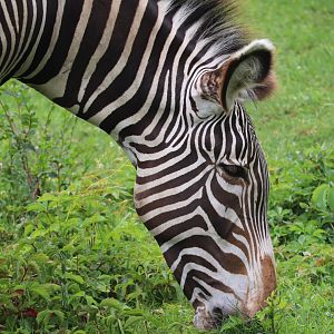 African Grasslands - Grevy’s Zebra