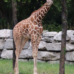 African Grasslands - Reticulated Giraffe