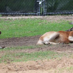 Australian Outback Adventure - Red Kangaroo