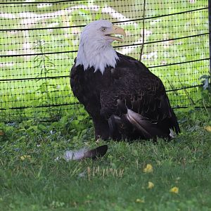 American Grasslands - Bald Eagle