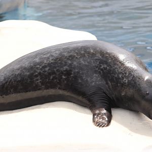 Arctic Ring Of Life - Seal
