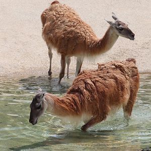 Detroit Zoo - Guanaco