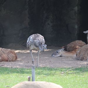 Detroit Zoo - Guanaco - Greater Rhea