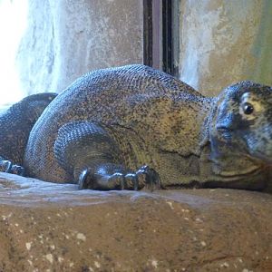 Varanus Komodoensis 3 (22-7-17 Faunia)