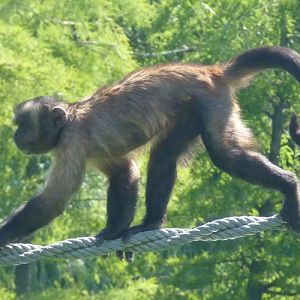 Cebus Apella 2 (22-7-17 Faunia)