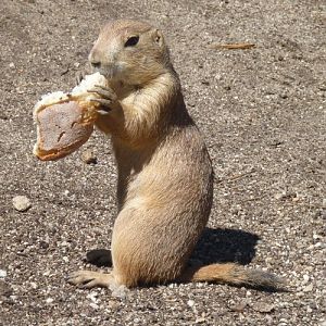 Cynomys Ludovicianus 3 (22-7-17 Faunia)