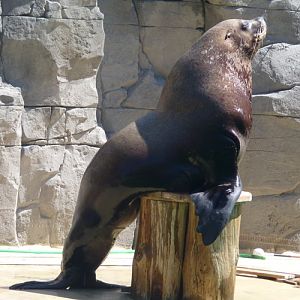 Eumetopias Jubatus 2 (22-7-17 Faunia)