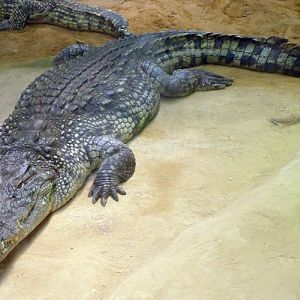Crocodylus Niloticus 3 (22-7-17 Faunia)