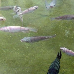 Tilapias