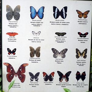 Cartel Mariposas