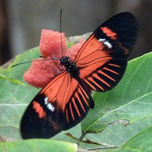 Heliconius Melpomene 4 (22-7-17 Faunia)