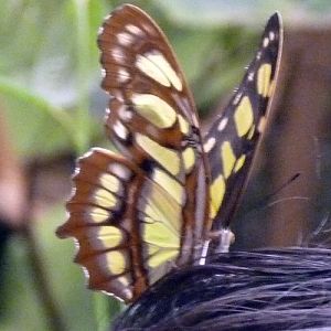 Siproeta Stelenes 2 (22-7-17 Faunia)