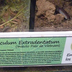 Cartel Insectos Palo