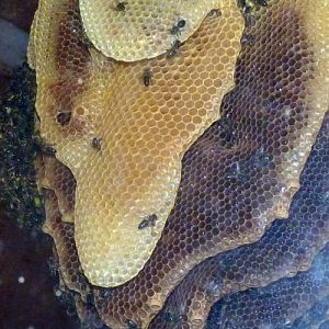 Apis Mellifera Nido (22-7-17 Faunia)