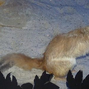 Pedetes Capensis 2 (22-7-17 Faunia)