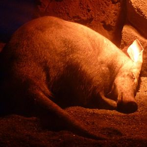 Orycteropus Afer (22-7-17 Faunia)