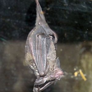 Carollia Perspicillata 3 (22-7-17 Faunia)