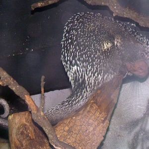 Coendou Prehensilis (22-7-17 Faunia)